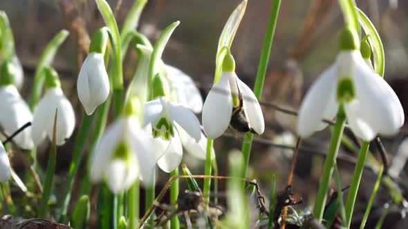 Closeup Snowdrops Flower Blooming Early Spring in the Forest alt