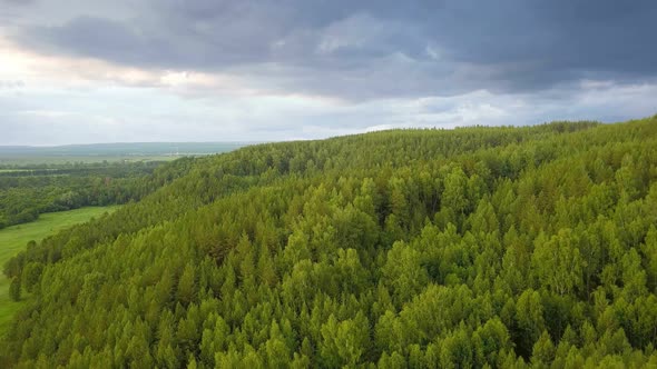 Summer Forest Nature