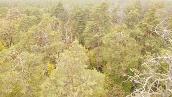 Trees in the Forest on an Autumn Day alt