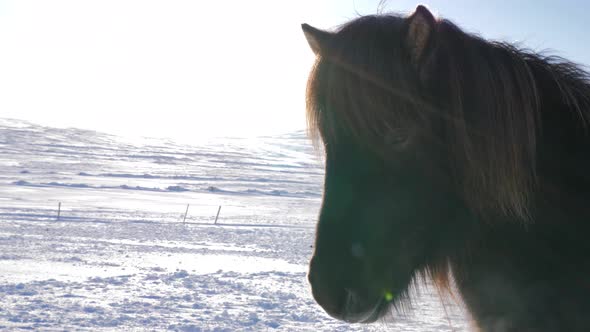 Snow Covered Land in Iceland with Brown Icelandic Horse on a Sunny Day