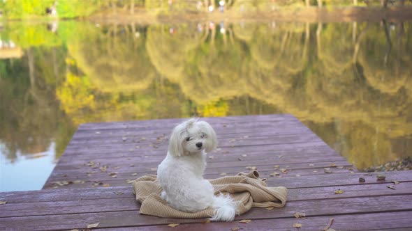 White Dog Maltese on a Wooden Pier at Autumn
