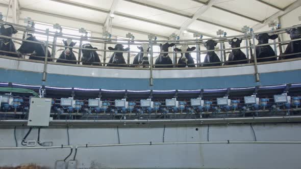 Cows during milking on a rotary milking parlor in a large dairy farm alt
