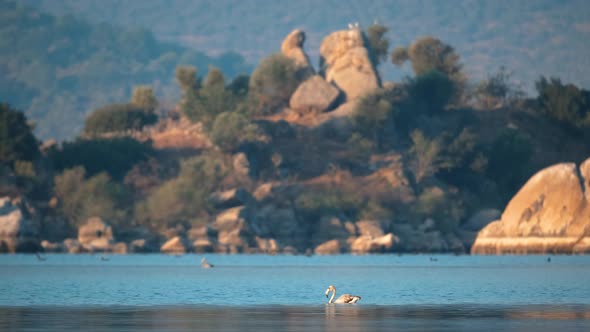 Birds and Flamingos in Clean Lake alt