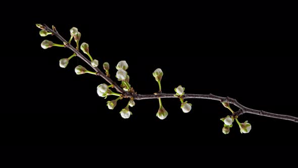 Time Lapse Flowering Flowers of Cherry Plum alt