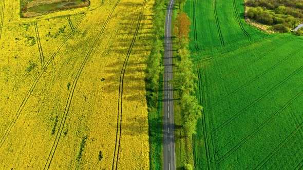 Yellow and green rape fields, view from drone alt