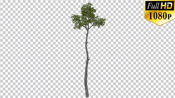 Thin Cultivated Tree With Alpha Channel - Full Hd