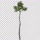 Thin Cultivated Tree With Alpha Channel - Full Hd - VideoHive Item for Sale