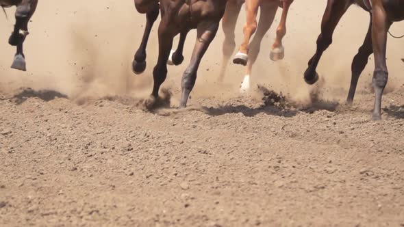 Hooves of Several Racehorses Raise a Cloud of Dust