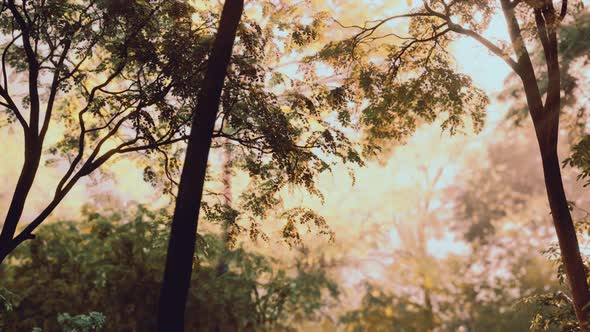 Fog in the Mysterious Rainforest alt