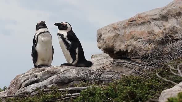 Jackass Penguin sunbathing on the rocks in Betty's Bay South Africa alt