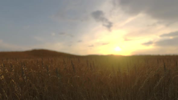 Golden Ripe Ears Of Wheat On Nature In Summer Field