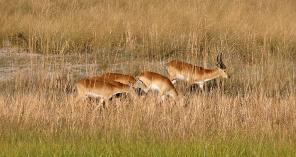 herd of southern red lechwe, Namibia Africa safari wildlife alt