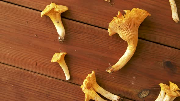 Chanterelles on Wooden Background 12 alt