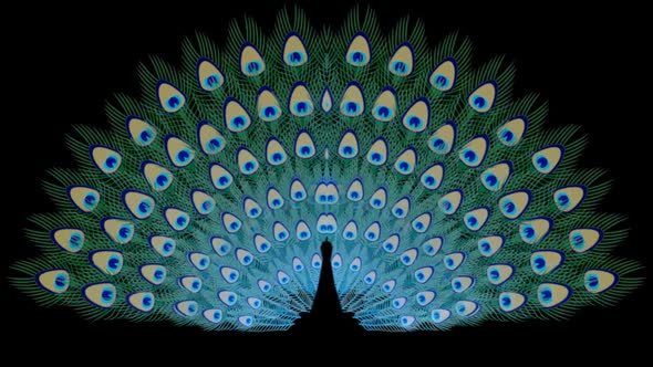 Peacock Feather Tail Rising Grow Blossom Bird Elegant Beauty Ethnic Fashion Decorative Loop
