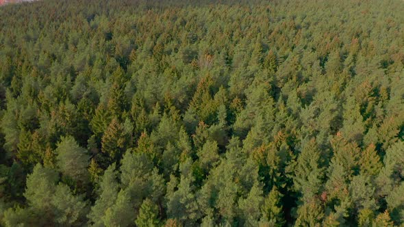 Drone video to panorama of the forest