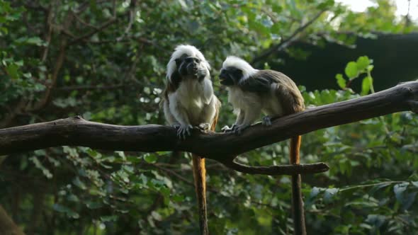 Playful tamarines on the branch in zoo