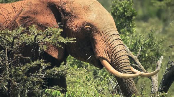Elephant eating in the Kenyan bush, Africa, on a sunny day alt