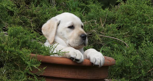 Yellow Labrador Retriever, Puppy Playing in a Flowerpot, Normandy, Slow Motion 4K alt