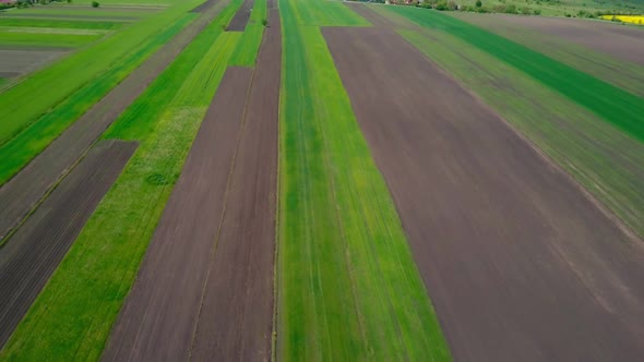 Aerial Drone View of Green Agricultural Field in the Countryside of Ukraine