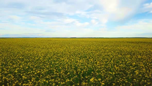 Field of Yellow Blooming Rape Seen From Aerial View alt