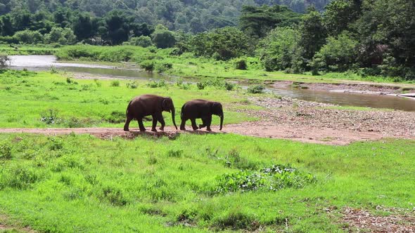 Two elephants walking down a path toward a river in slow motion. alt