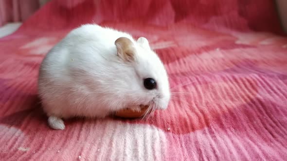 Hamster Eats a Piece of Bagel