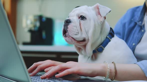 Woman Working Remotely on Computer with Bulldog Puppy on Her Knees alt