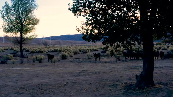 Cows in a field at sunset alt