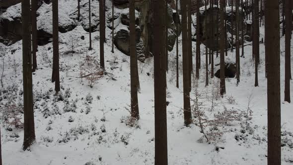 Winter forest. Drone shot  alt
