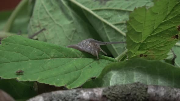 From The Life Of Grape Snails alt