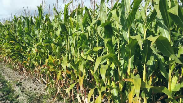 Field with Tall Stalks of Corn