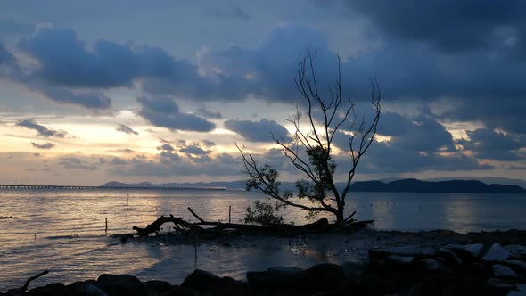 Dead bare mangrove tree at sea coastal. alt