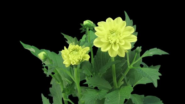 Time-lapse of opening yellow dahlia flower alt