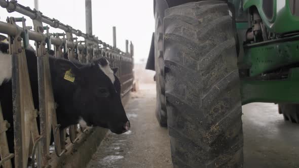 Cow Licks a Tractor Wheel Heifer Wearing Ear Tags in Stall at a Modern Milk Factory Animal Husbandry alt