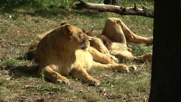 Lion and lioness resting in the sun. Panthera leo bleyenberghi