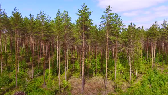 Slowly panning drone view of a coniferous forest line. Finland, July 2018. alt