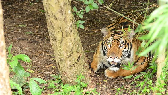 bengal tiger in a forest atmosphere