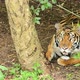 bengal tiger in a forest atmosphere - VideoHive Item for Sale