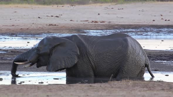 muddy elephant in water muddy elephant in water, Stock Footage | VideoHive