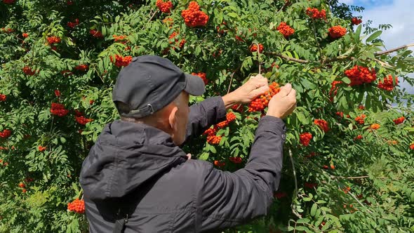 Rowan Berries Background