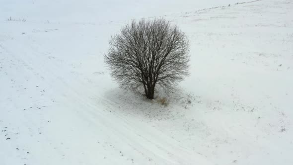 Flying around one tree in a snowy field in winter time
