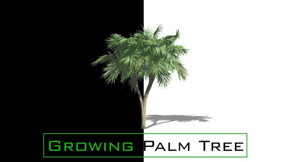 Growing Palm Tree