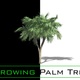 Growing Palm Tree - VideoHive Item for Sale