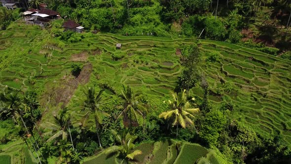 Drone tilt down reveal shot of rice terraces in Ubud on Bali, Indonesia alt