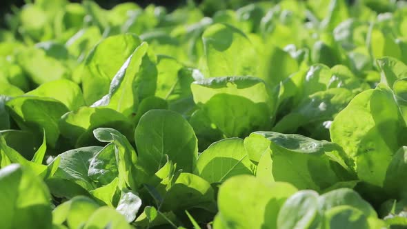 Irrigation of lettuce in the garden slide shot. Lettuce watering