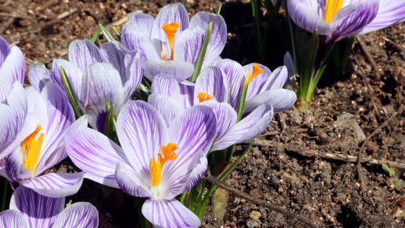 Spring Crocus Flowers Grow Out of the Ground