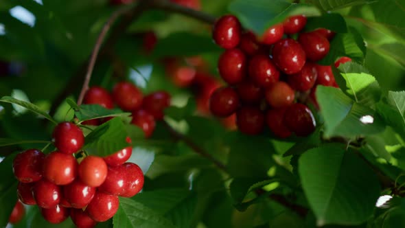 Sweet Berry Bunch on Branch Tree alt