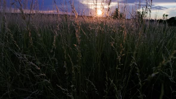 Dry Festuca Pratensis Field the Meadow Fescue Grass in Field at Summer Sunset alt