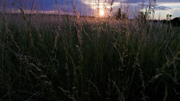 Dry Festuca Pratensis Field the Meadow Fescue Grass in Field at Summer Sunset