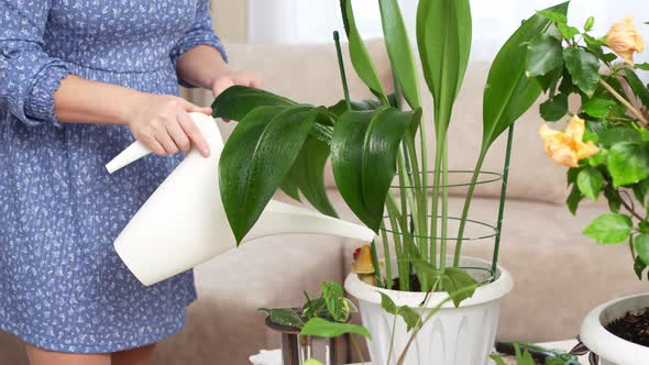 Woman Watering From a Watering Can the Houseplant with Water alt